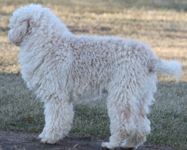 Miniature poodle puppy